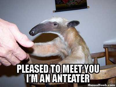 Fuck You Im A Anteater 40
