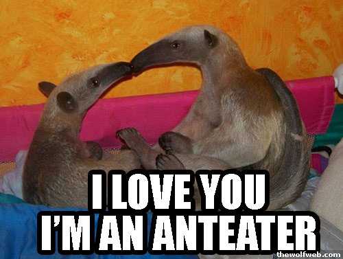 Fuck You I M An Anteater 29