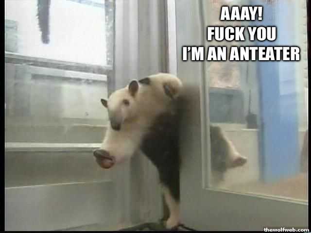 Fuck You I Am An Anteater 80