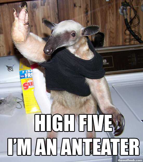 Fuck You I Am An Anteater 40